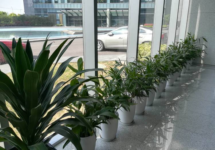 苏州办公室绿植租摆 企业租赁与花卉选购一站式指南
