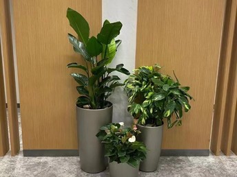 北京大兴区绿植服务全解析 室内租赁、花卉租借与城市绿化施工
