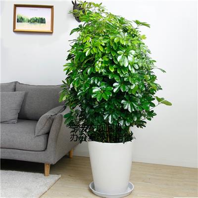 花卉市场价格趋势与绿植租借服务的双赢模式